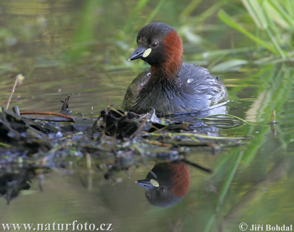 Potápka hnedá (potápka malá) (Tachybaptus ruficollis)