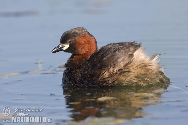 Potápka hnedá (potápka malá) (Tachybaptus ruficollis)