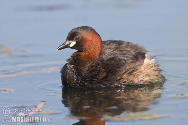 Potápka hnedá (potápka malá) (Tachybaptus ruficollis)