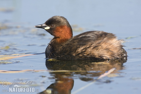 Potápka hnedá (potápka malá) (Tachybaptus ruficollis)