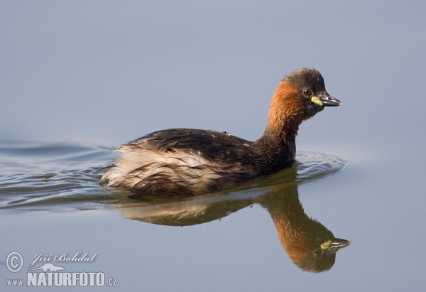 Potápka hnedá (potápka malá) (Tachybaptus ruficollis)