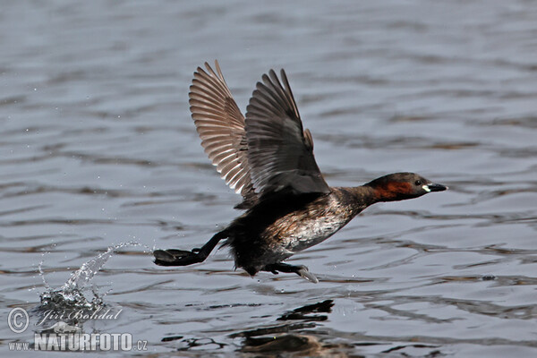 Potápka malá (Tachybaptus ruficollis)