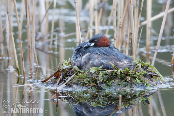 Potápka malá (Tachybaptus ruficollis)