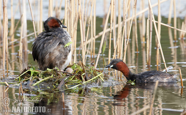 Potápka malá (Tachybaptus ruficollis)