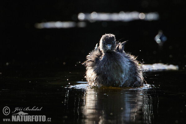 Potápka malá (Tachybaptus ruficollis)