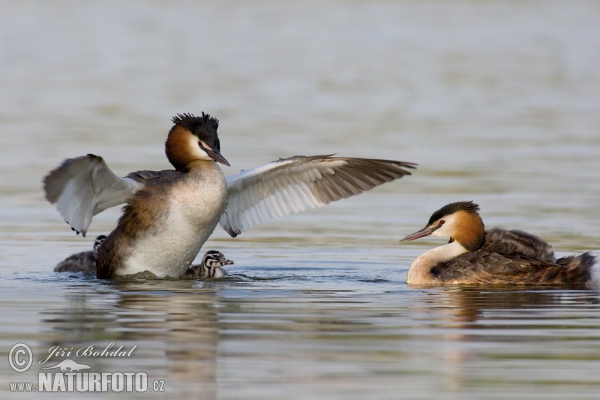 Potápka roháč (Podiceps cristatus)