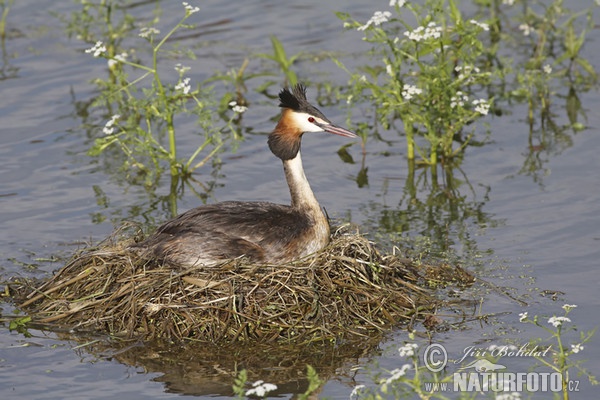 Potápka roháč (Podiceps cristatus)