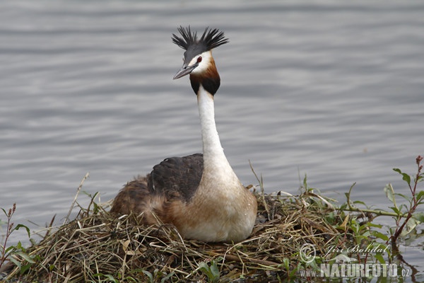 Potápka roháč (Podiceps cristatus)