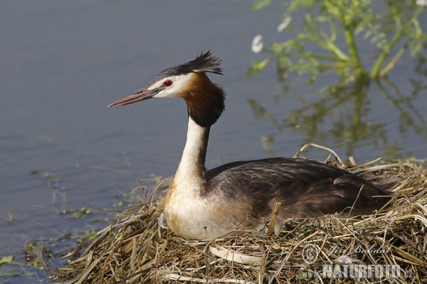 Potápka roháč (Podiceps cristatus)