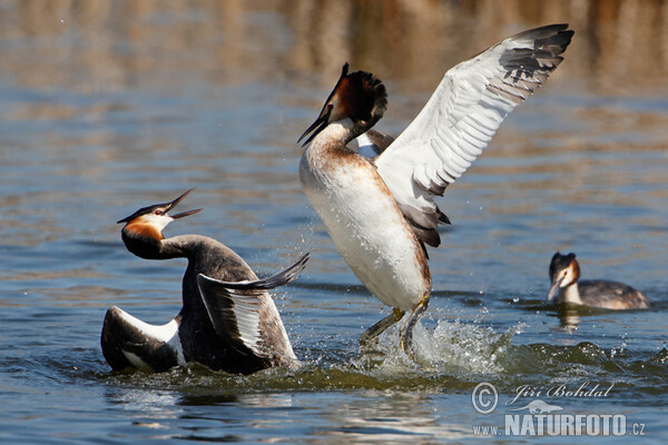 Potápka roháč (Podiceps cristatus)