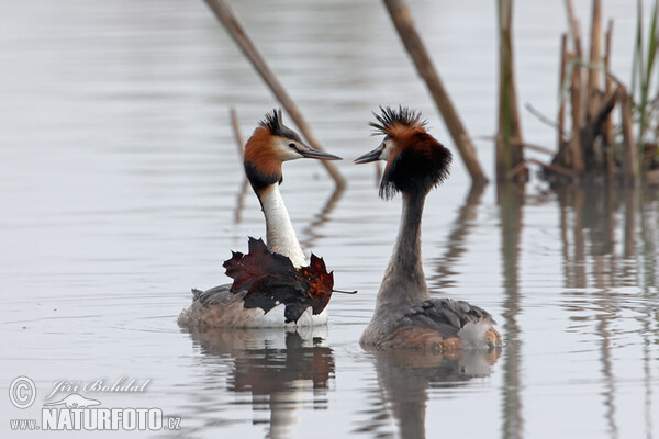 Potápka roháč (Podiceps cristatus)