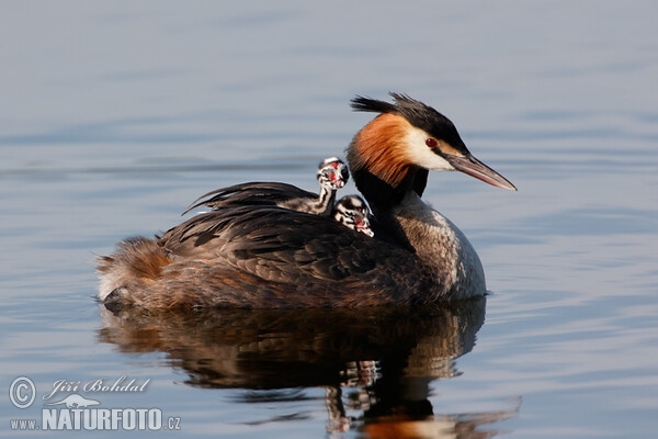 Potápka roháč (Podiceps cristatus)