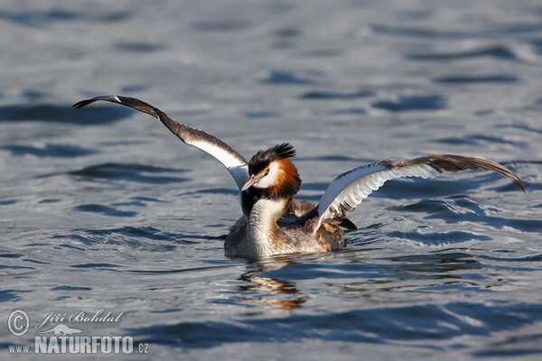 Potápka roháč (Podiceps cristatus)