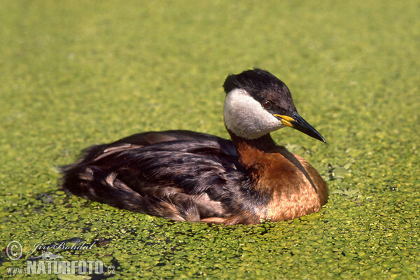 Potápka rudokrká (Podiceps grisegena)