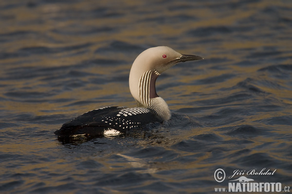 Potáplica severská (Gavia arctica)