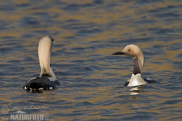 Potáplica severská (Gavia arctica)