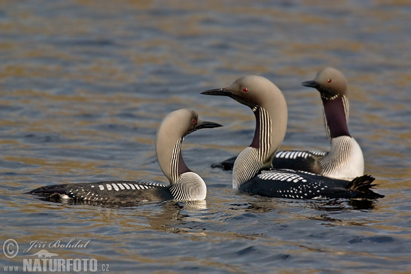 Potáplica severská (Gavia arctica)