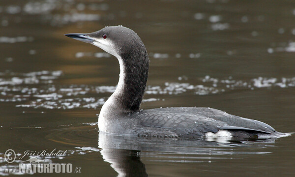 Potáplica severská (Gavia arctica)