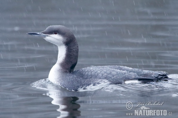 Potáplica severská (Gavia arctica)