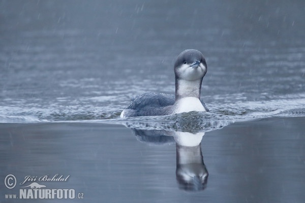 Potáplica severská (Gavia arctica)