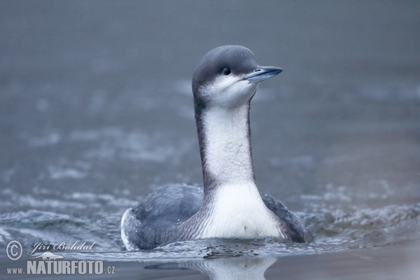 Potáplica severská (Gavia arctica)