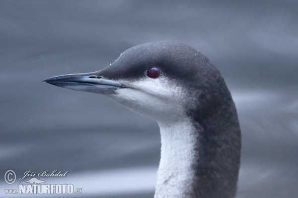 Potáplica severská (Gavia arctica)