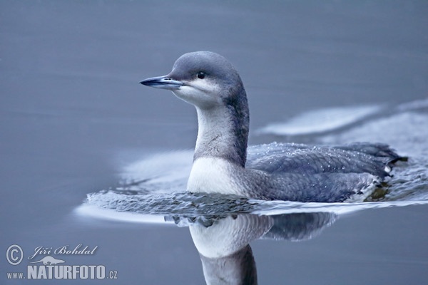 Potáplica severská (Gavia arctica)