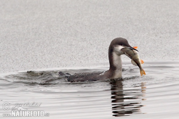 Potáplica severská (Gavia arctica)