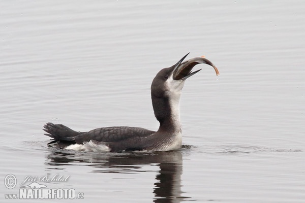 Potáplica severská (Gavia arctica)