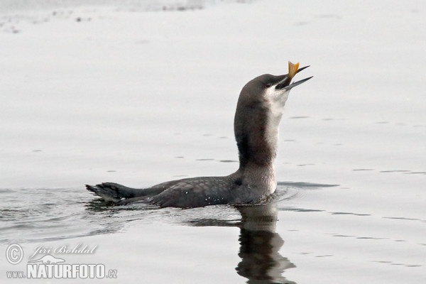 Potáplica severská (Gavia arctica)