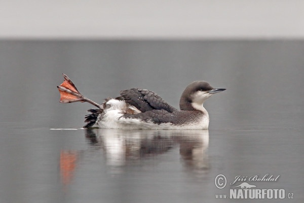 Potáplica severská (Gavia arctica)