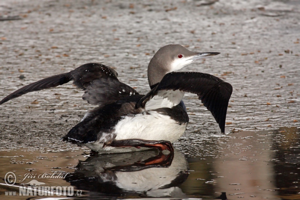 Potáplica severská (Gavia arctica)