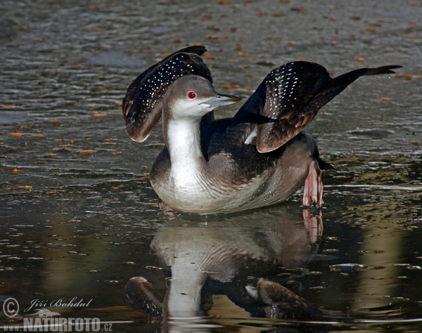 Potáplica severská (Gavia arctica)