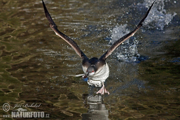 Potáplica severská (Gavia arctica)