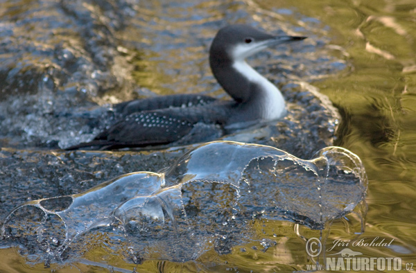 Potáplica severská (Gavia arctica)