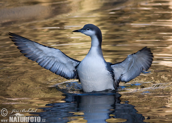 Potáplica severská (Gavia arctica)