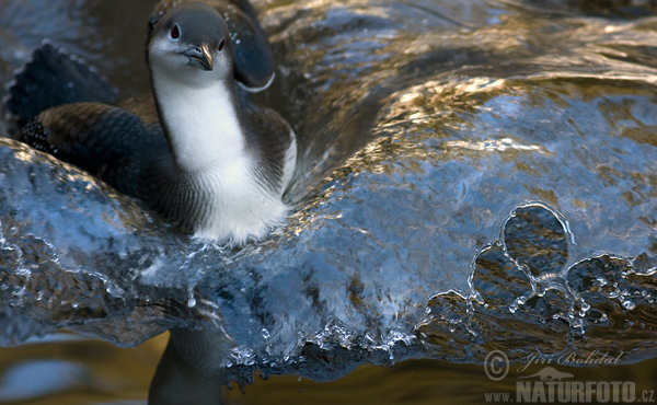 Potáplica severská (Gavia arctica)