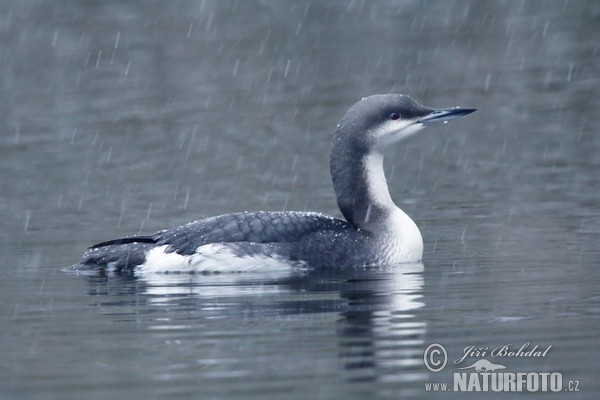 Potáplice severní (Gavia arctica)