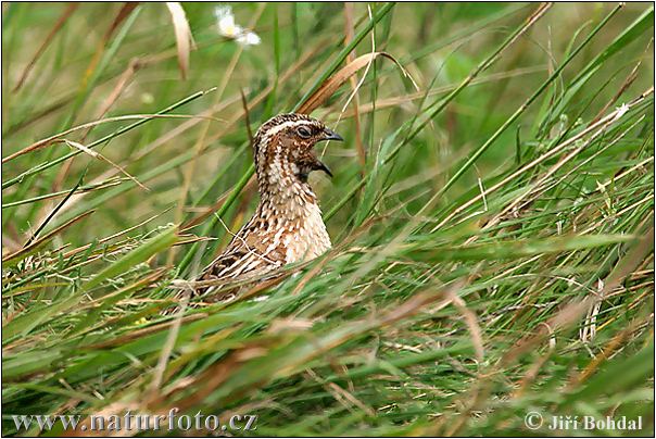 Prepelica poľná (Coturnix coturnix)