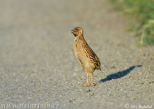 Prepelica poľná (Coturnix coturnix)