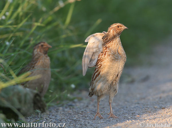 Prepelica poľná (Coturnix coturnix)