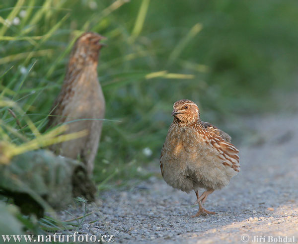 Prepelica poľná (Coturnix coturnix)