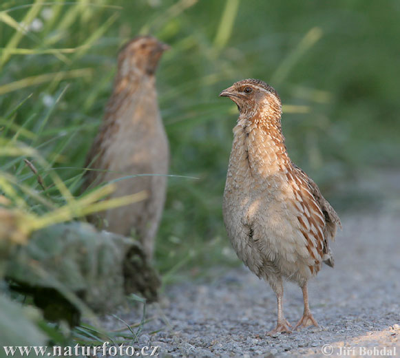 Prepelica poľná (Coturnix coturnix)