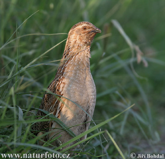 Prepelica poľná (Coturnix coturnix)