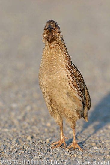 Prepelica poľná (Coturnix coturnix)