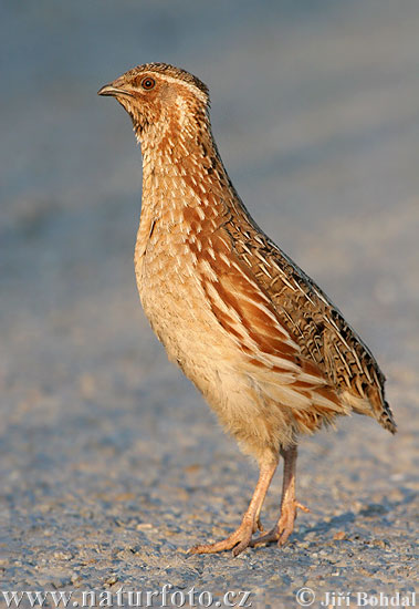 Prepelica poľná (Coturnix coturnix)