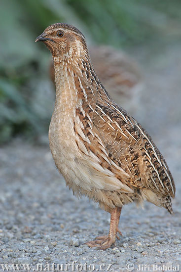 Prepelica poľná (Coturnix coturnix)