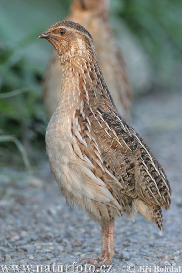 Prepelica poľná (Coturnix coturnix)