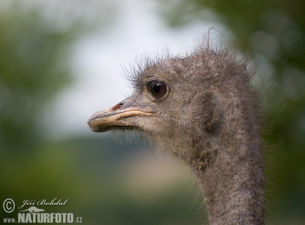 Pštros dvojprstý (Struthio camelus)