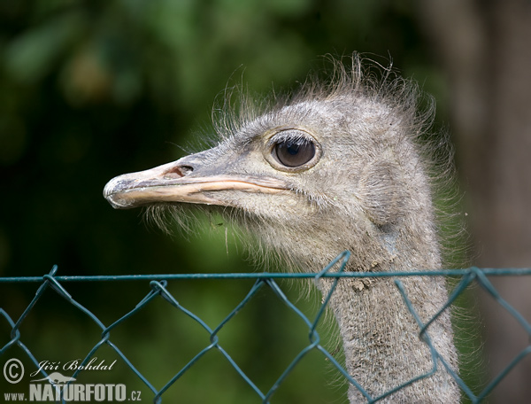 Pštros dvojprstý (Struthio camelus)